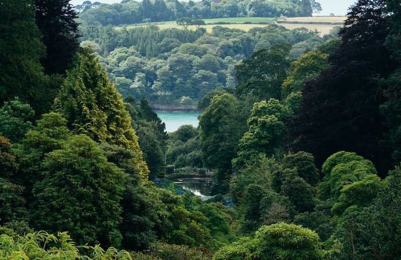 Floresta - Crédito da Foto: Divulgação